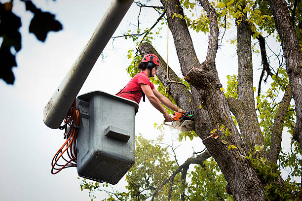 Best Tree Maintenance Programs  in Boston, GA