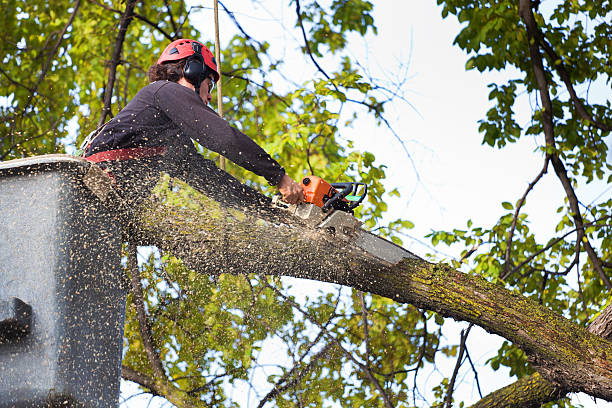 How Our Tree Care Process Works  in  Boston, GA